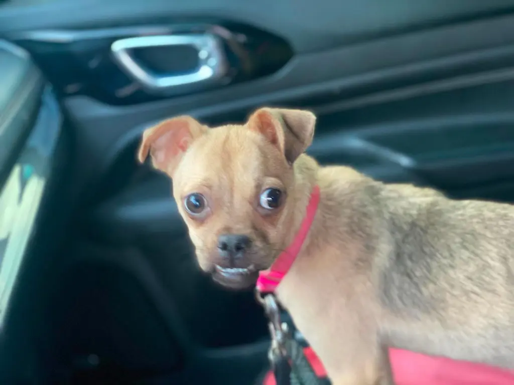 Sophie