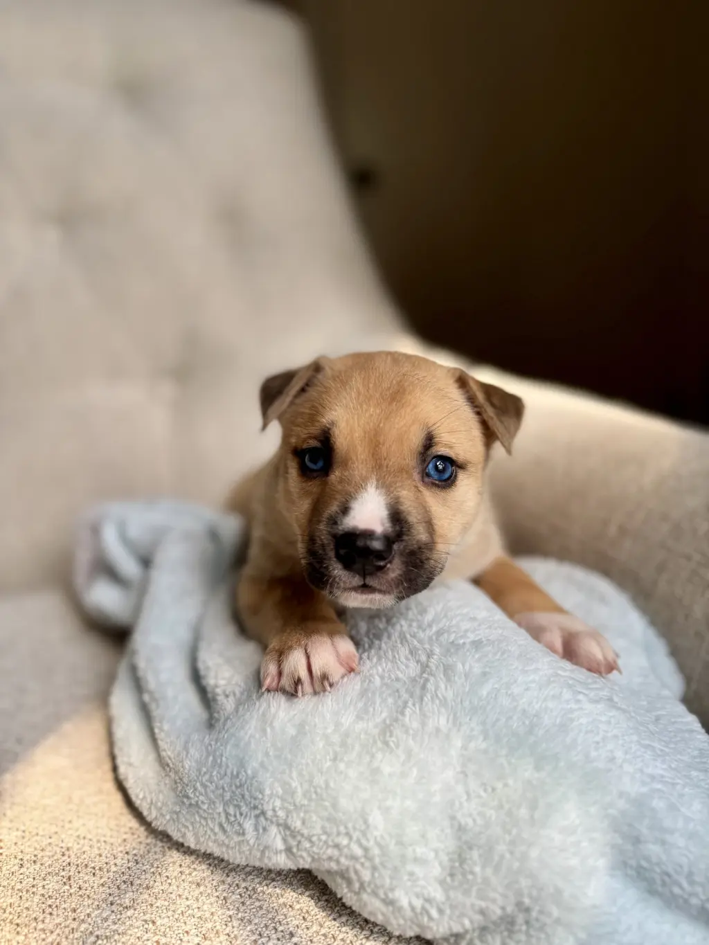 Desmond - Nuggets litter