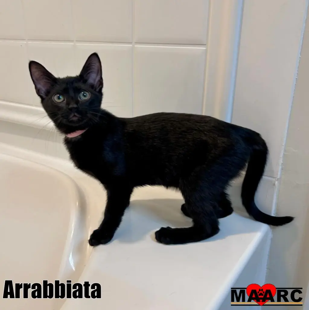 Arrabbiata