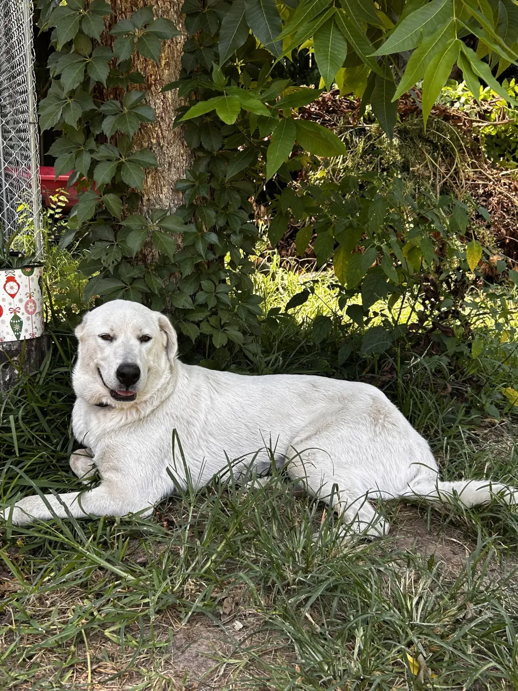 Rosalie ( Mosey Rosie ) Lonestar