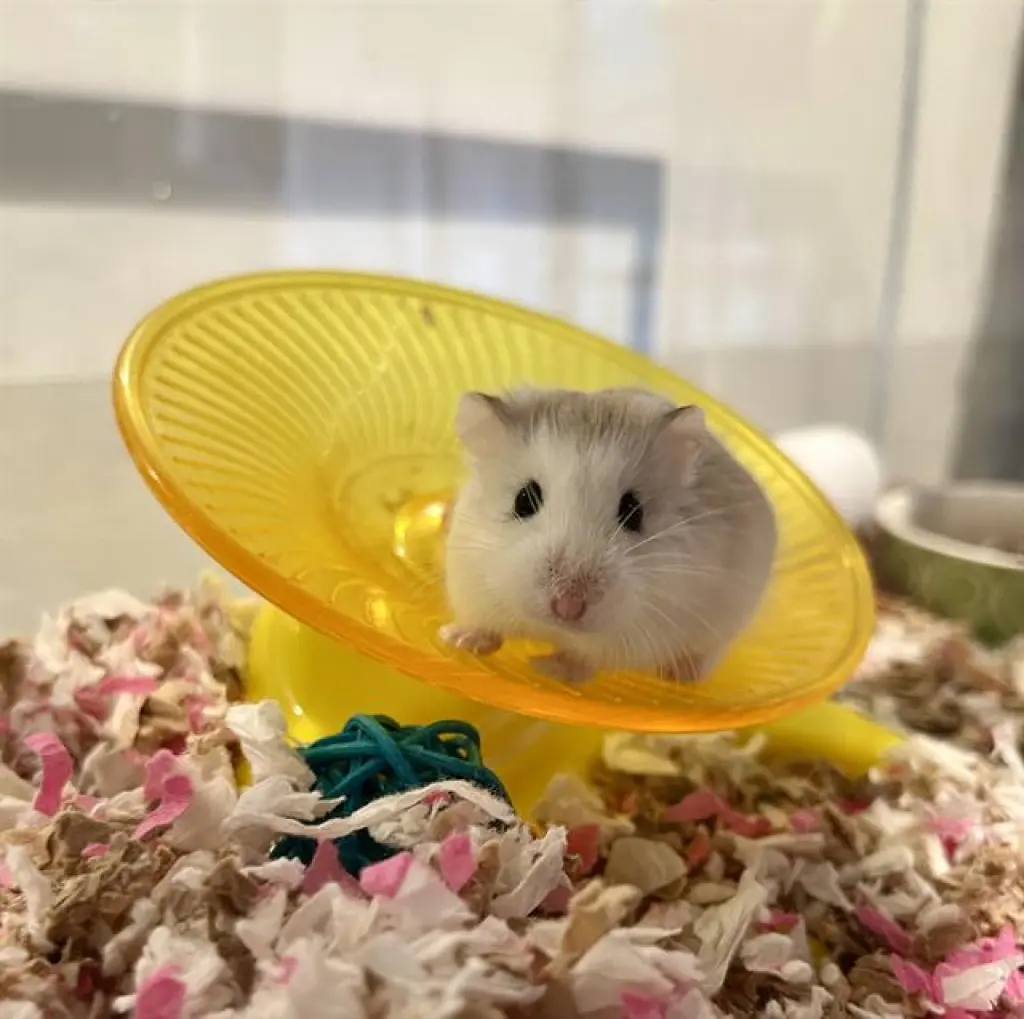 PENNY