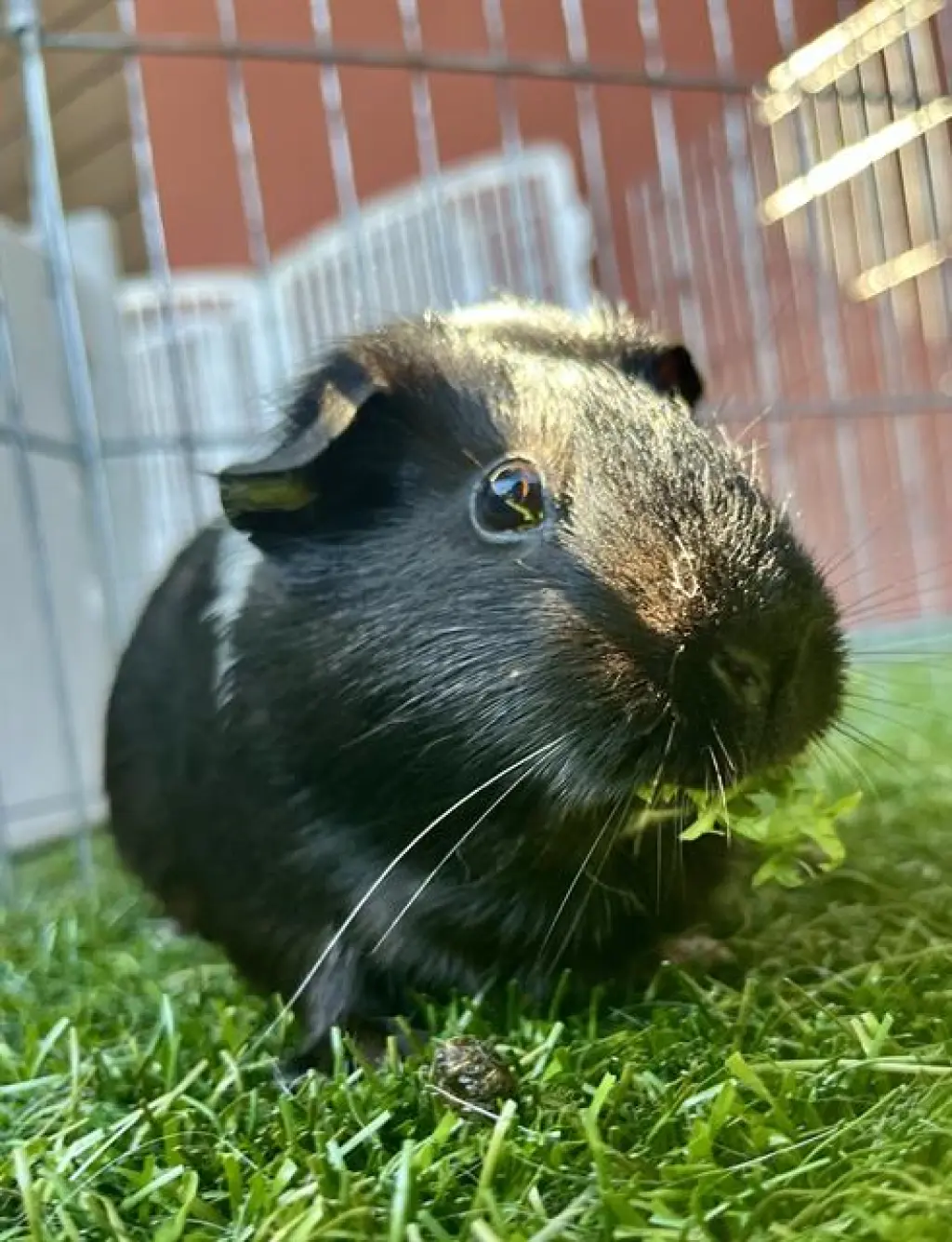 EDNA