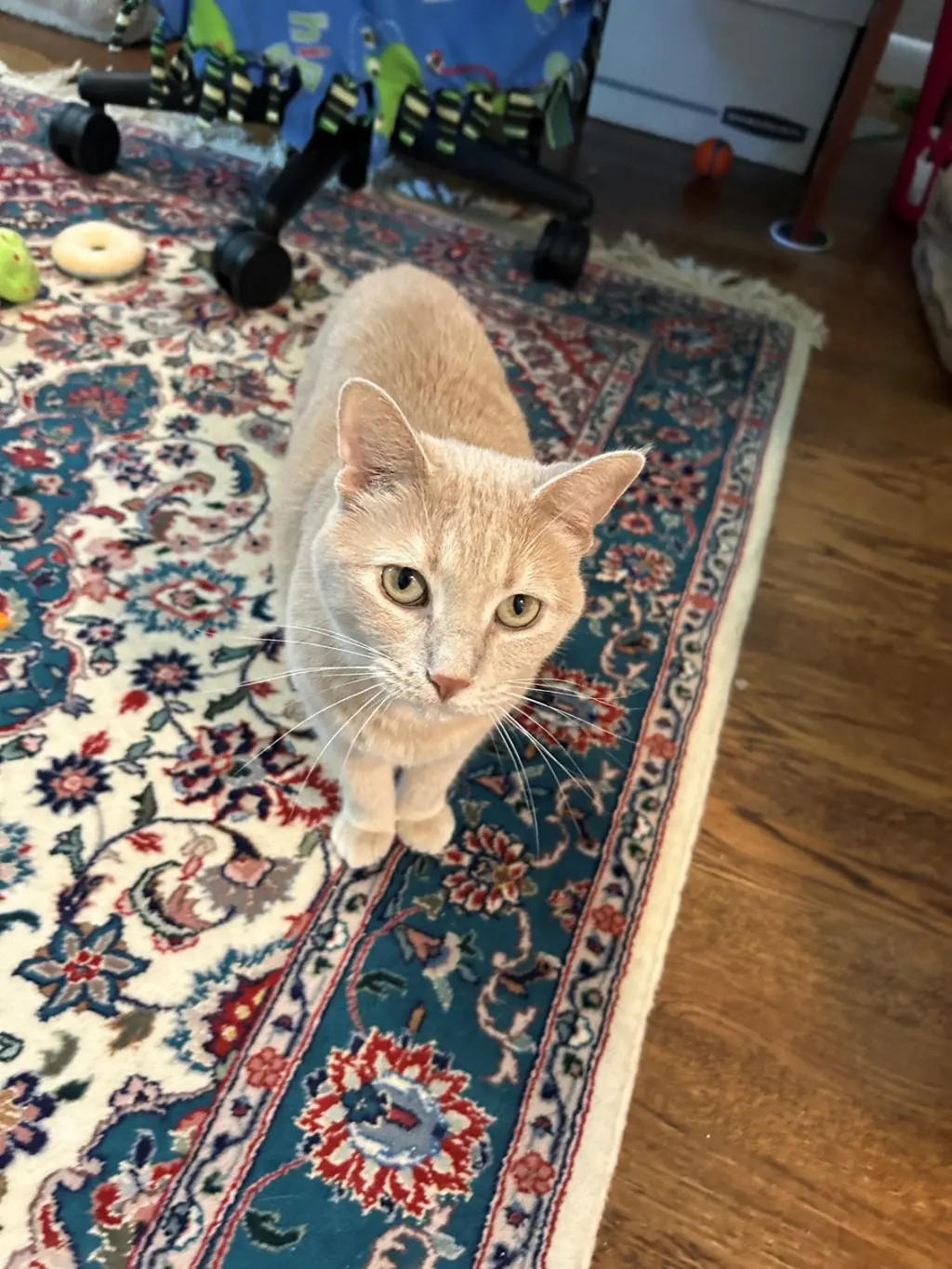 Cheeky Needs a Foster/Perm ASAP! Unique Lovely Gir