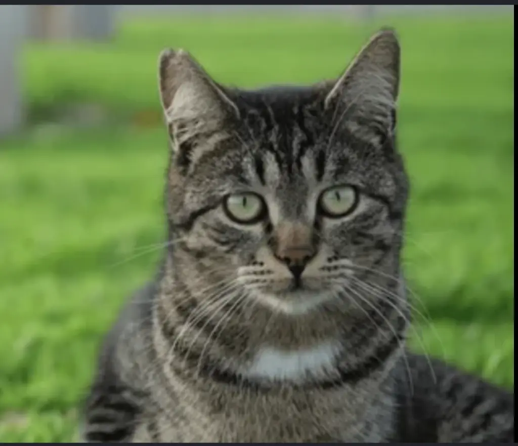 Nala (Indoor/Outdoor -  Courtesy Post)