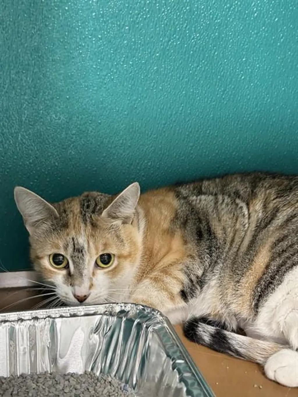 WILLOW