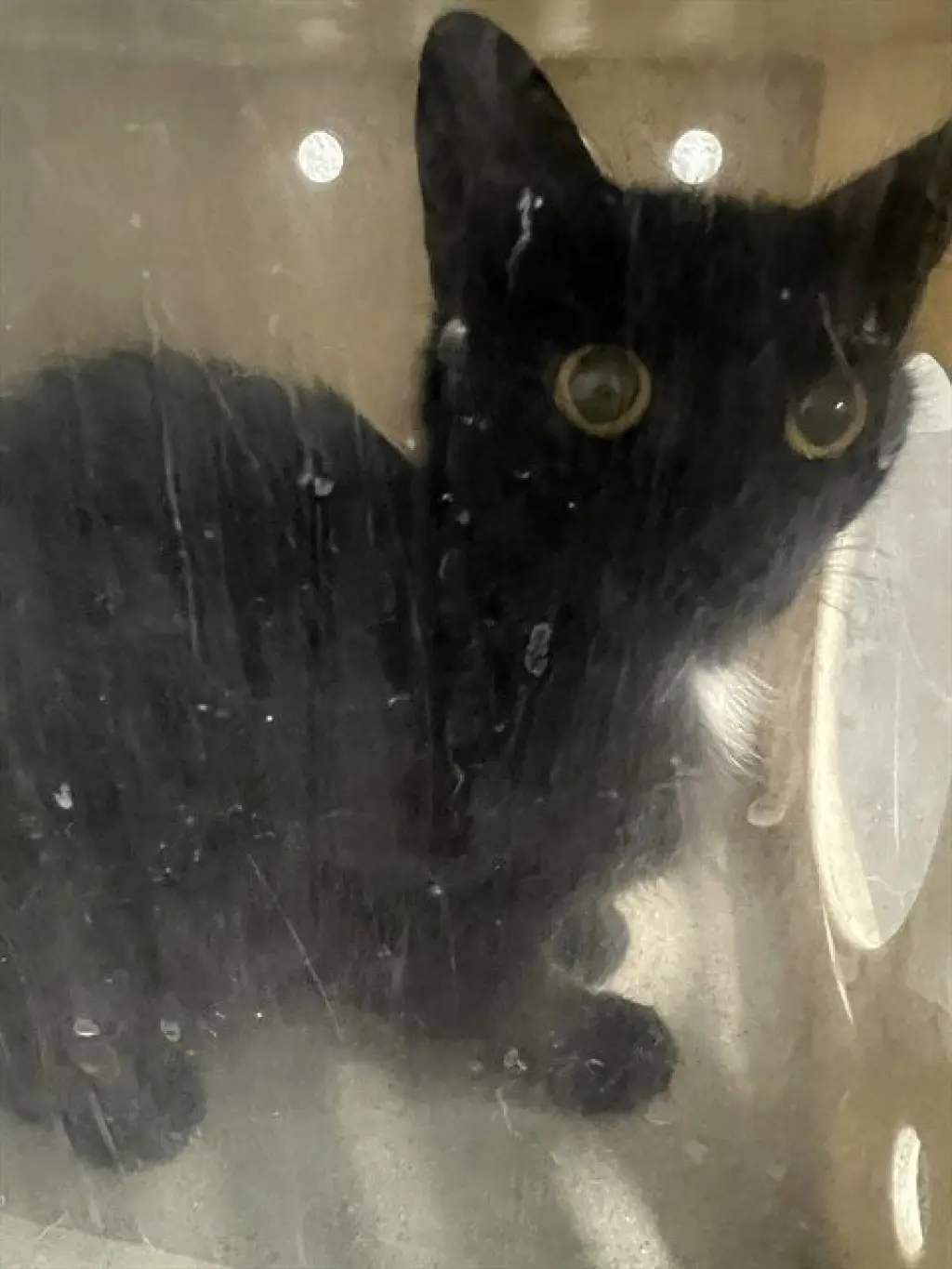 JIJI