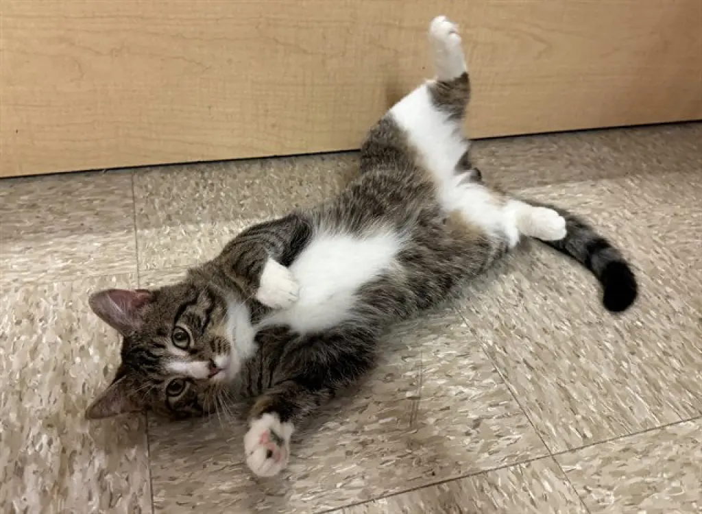 LEO