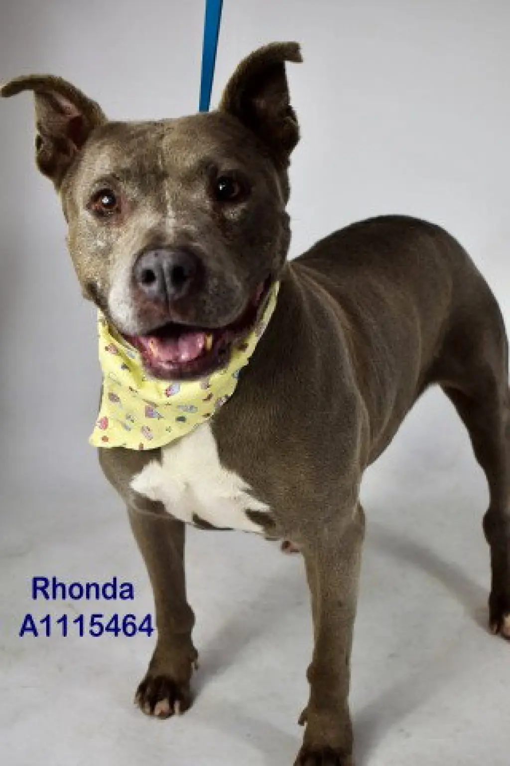 RHONDA