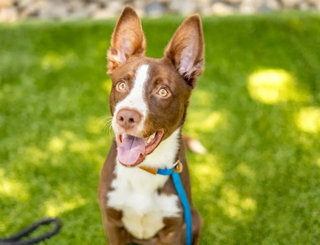 SCOUT