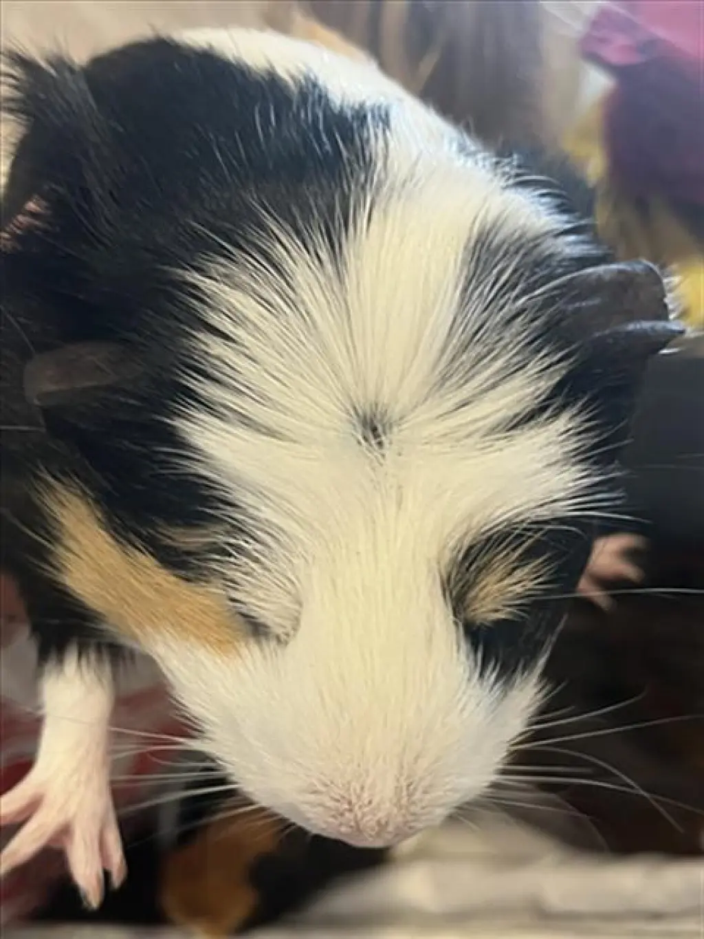 DAISY