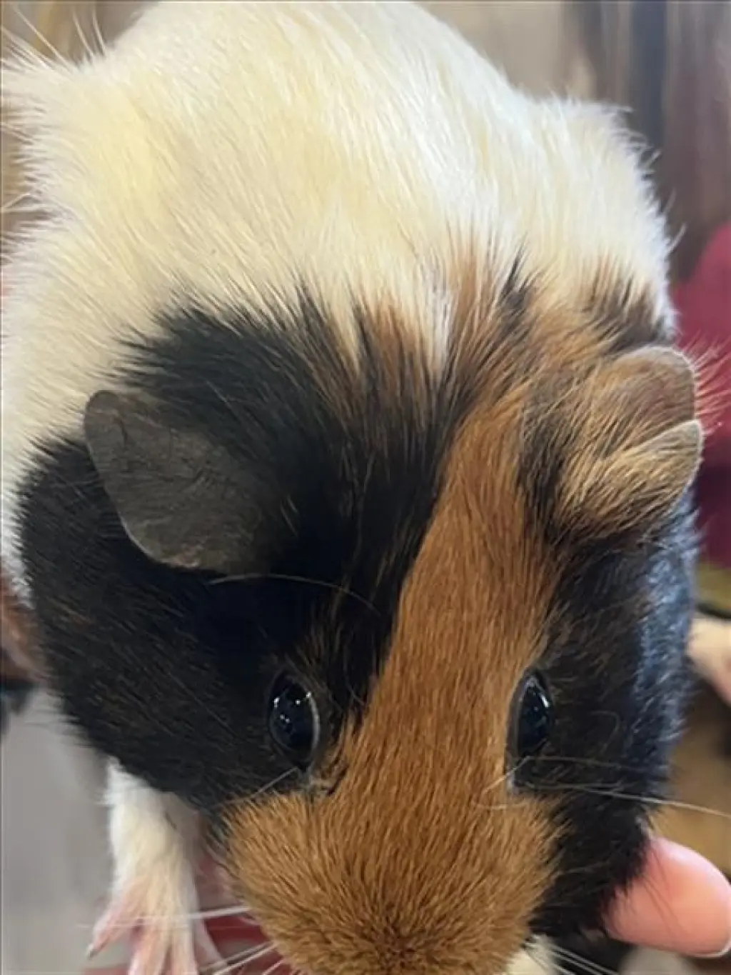 RHONDA