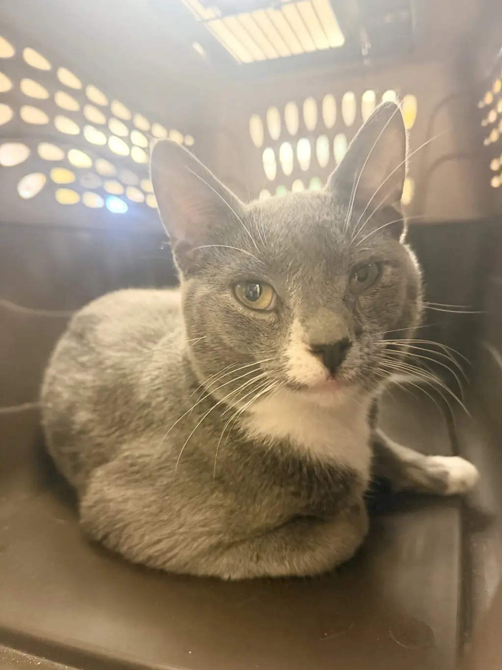 Enzo