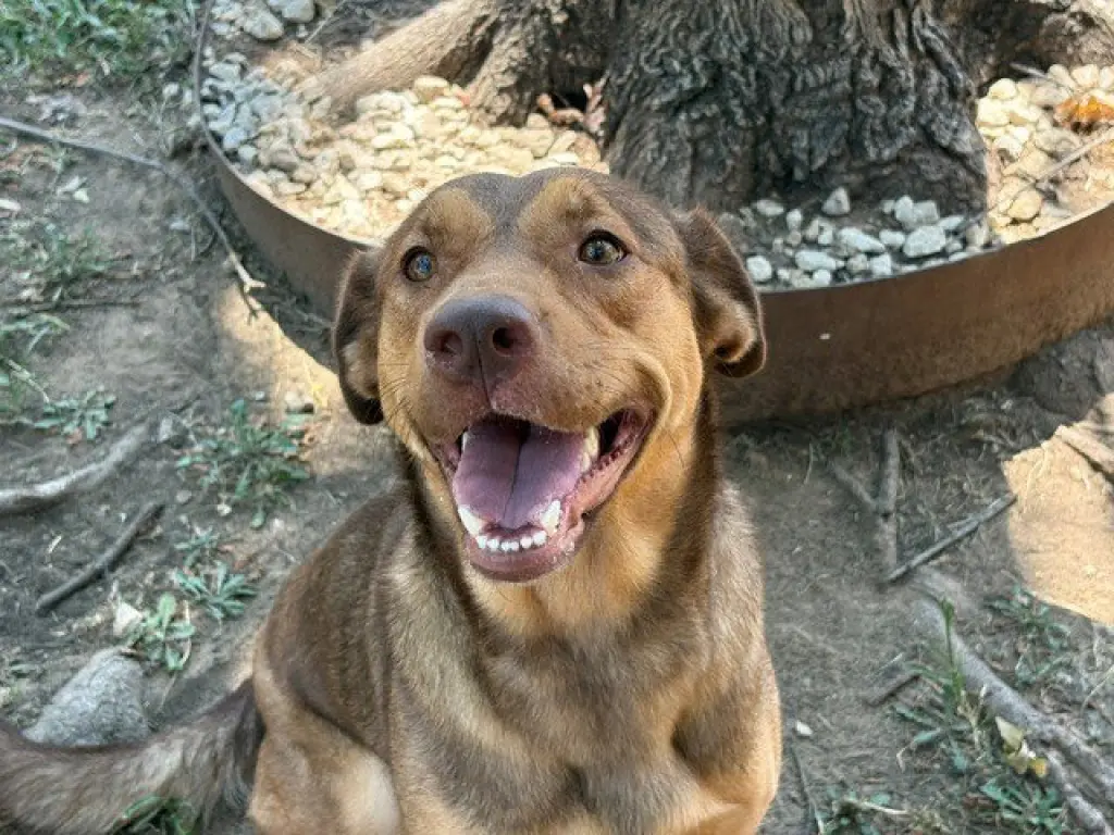 SHEILA