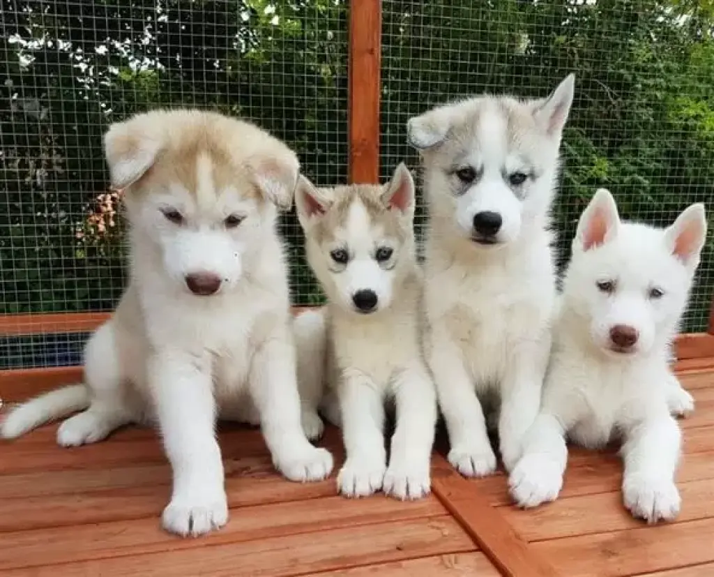 Siberian Husky for adoption