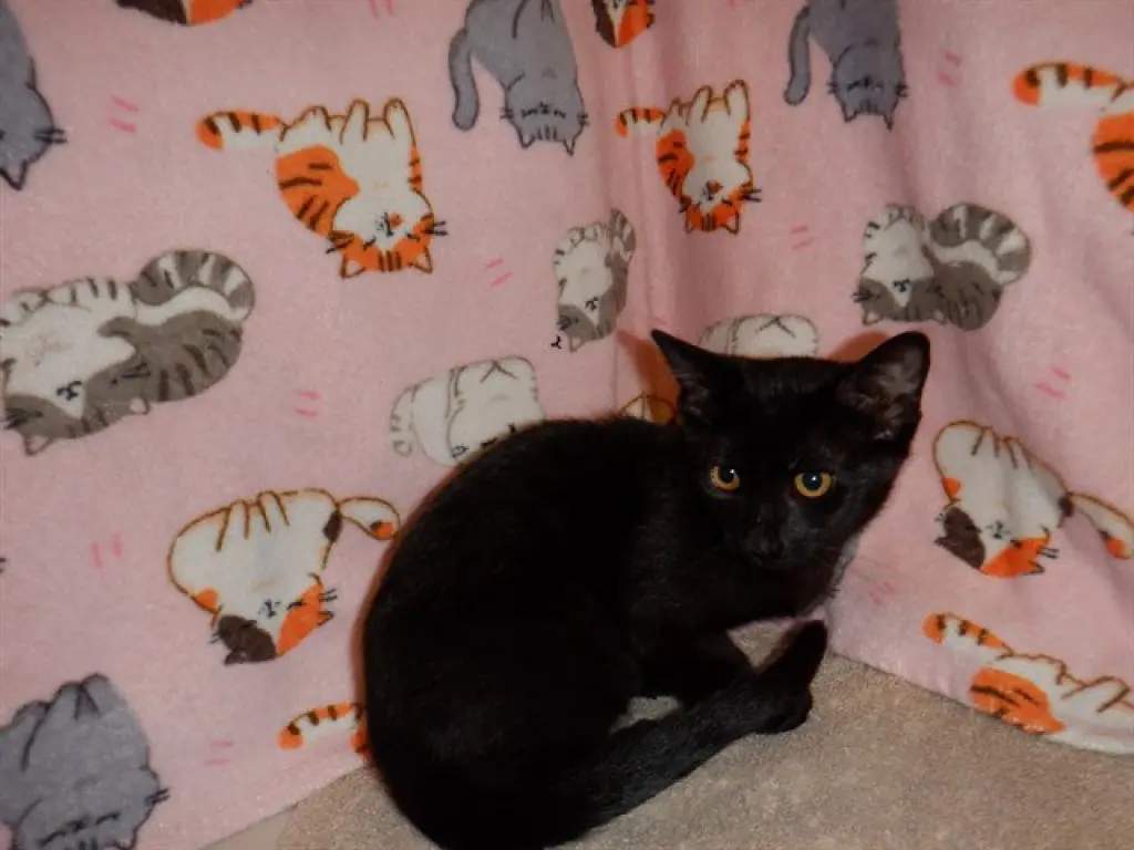 PANTHER