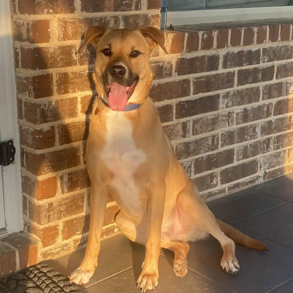 Sergeant (New Digs)