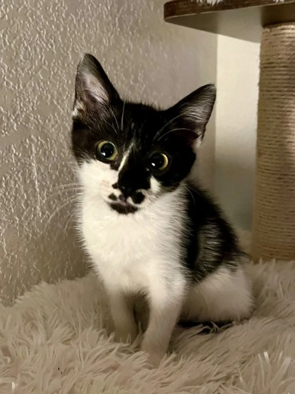 Prim