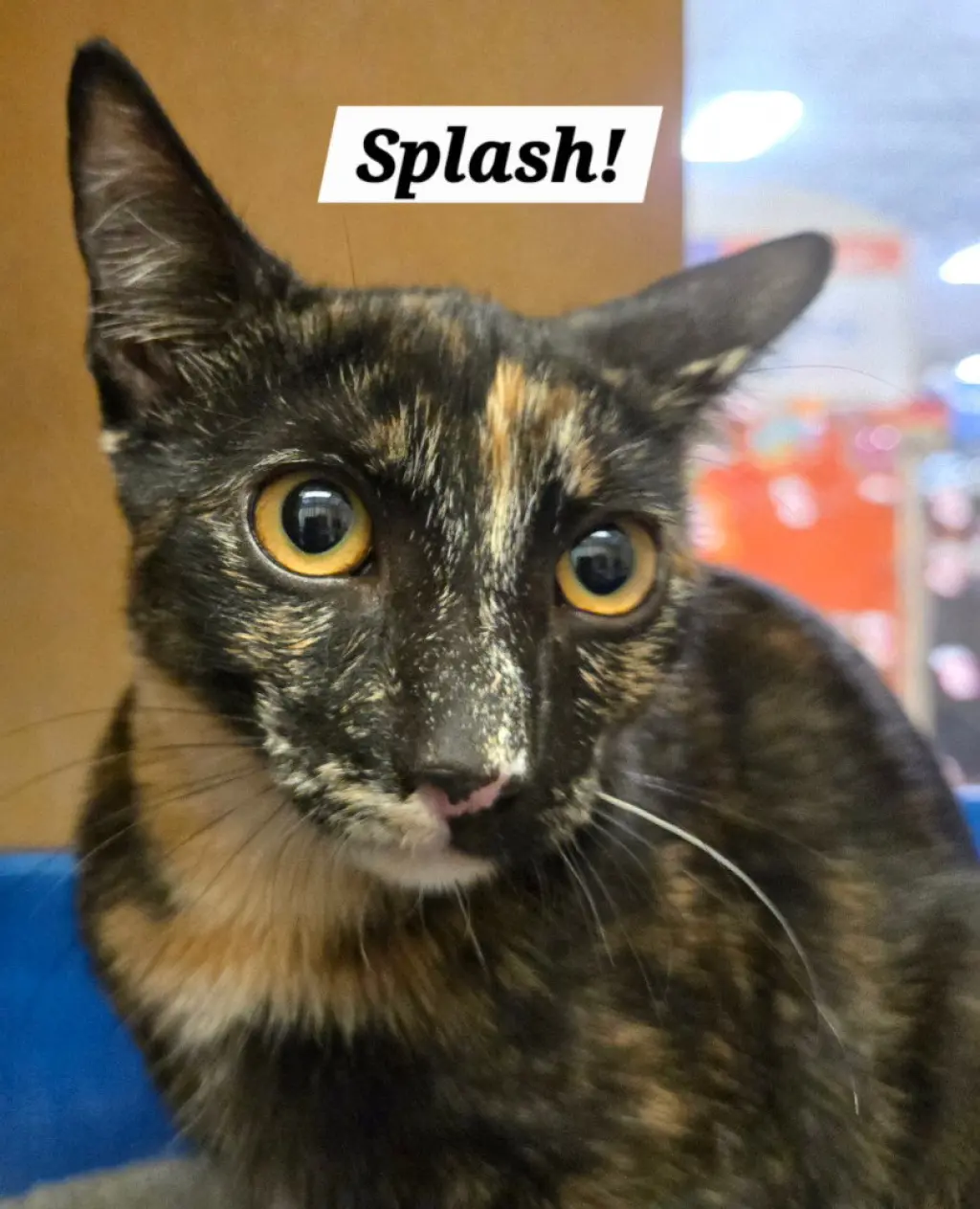 Splash
