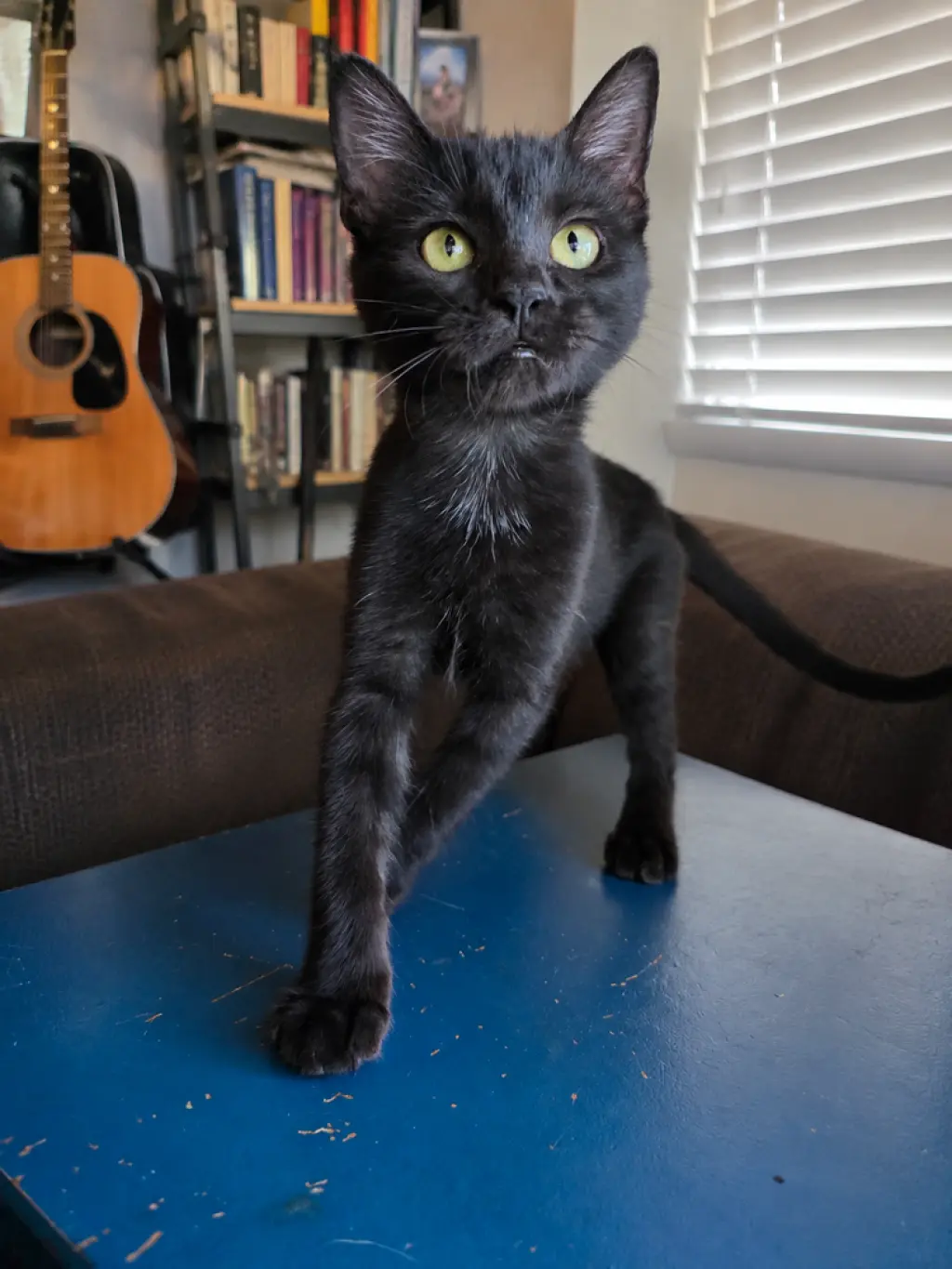 Moon Pie Baby Cat