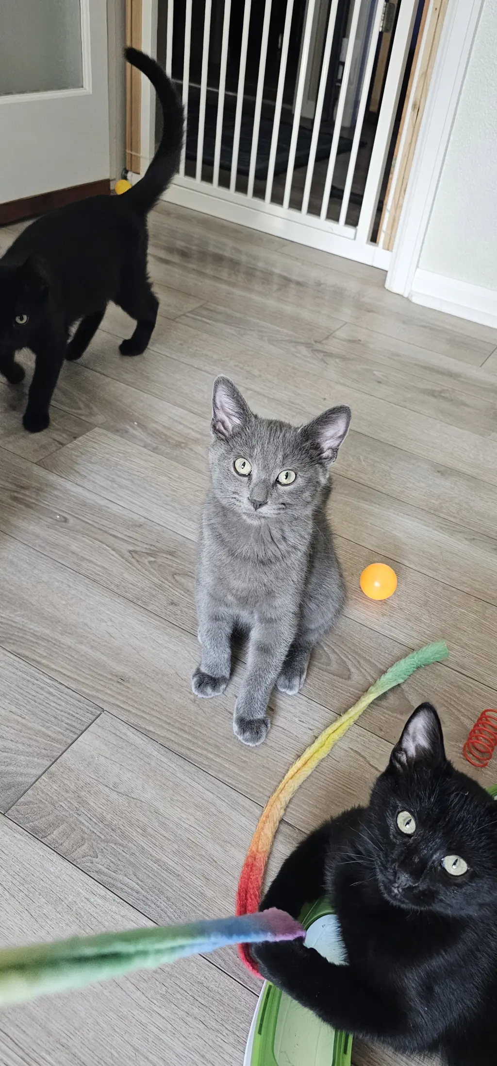 Vlad