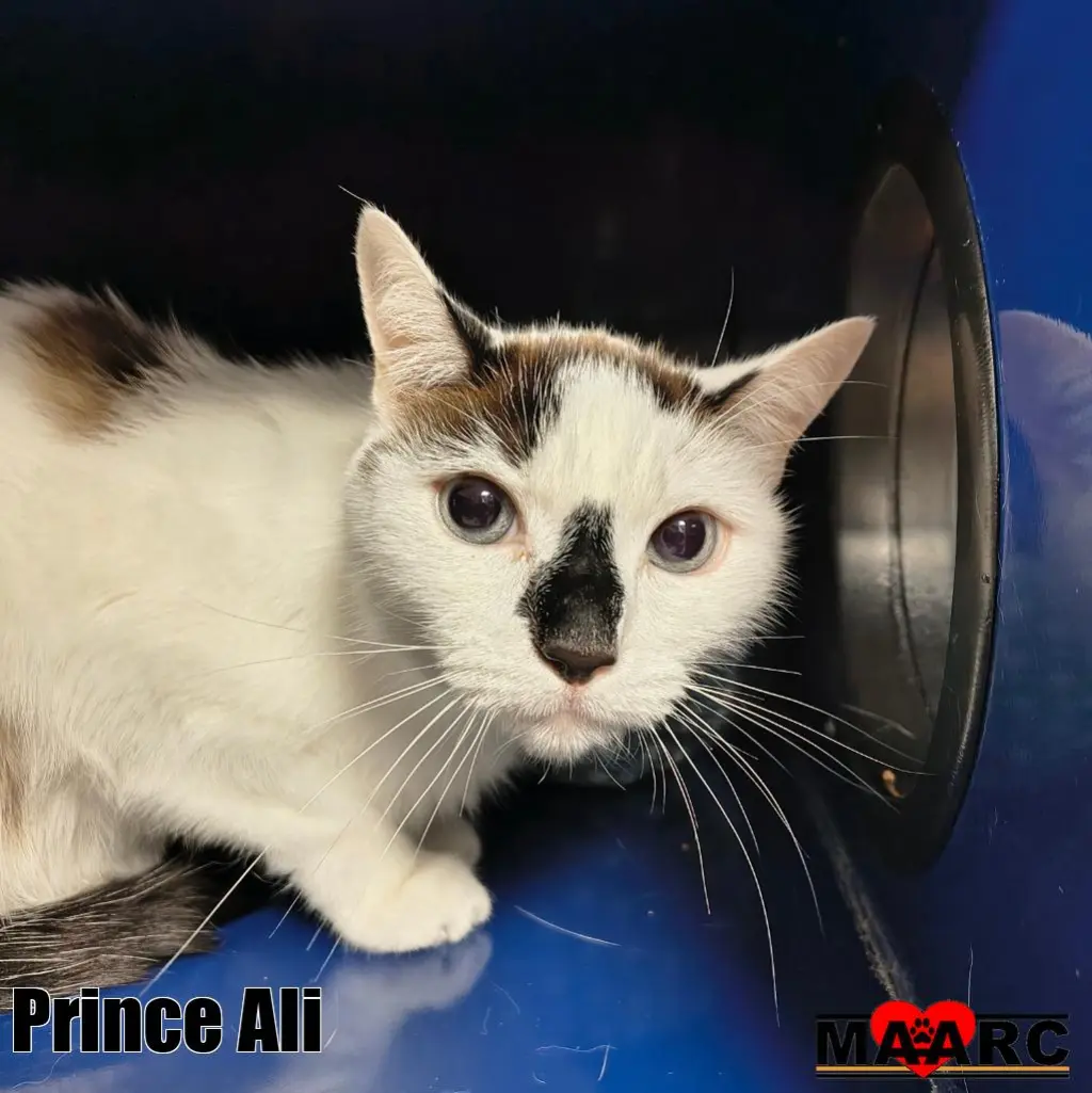 Prince Ali