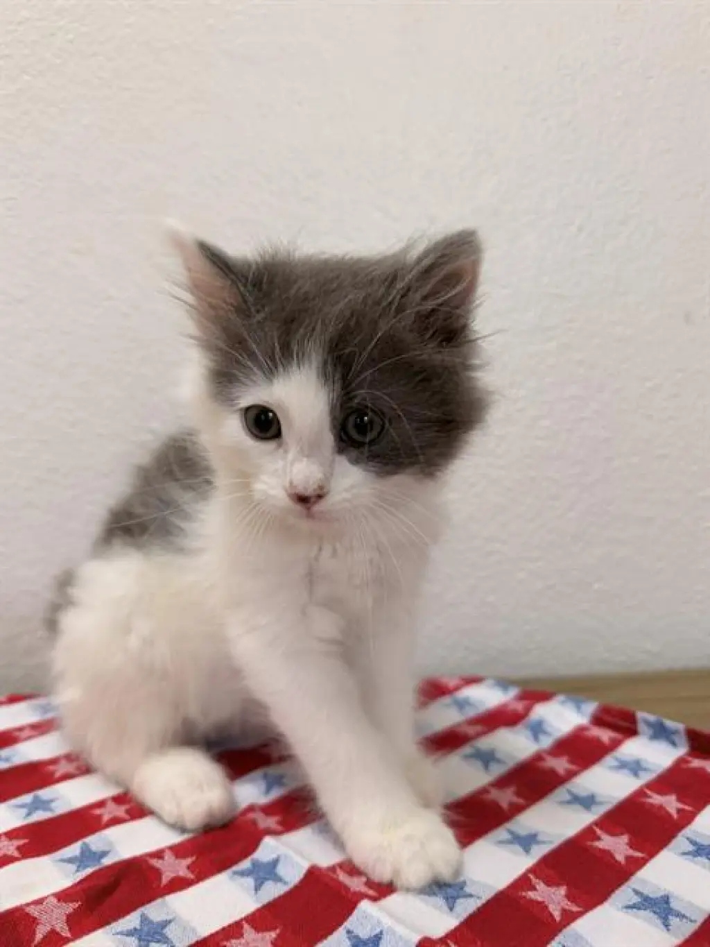 *STRIPES