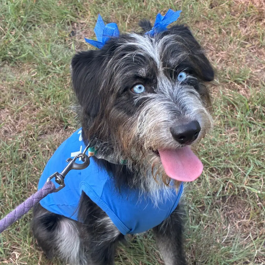 Darla