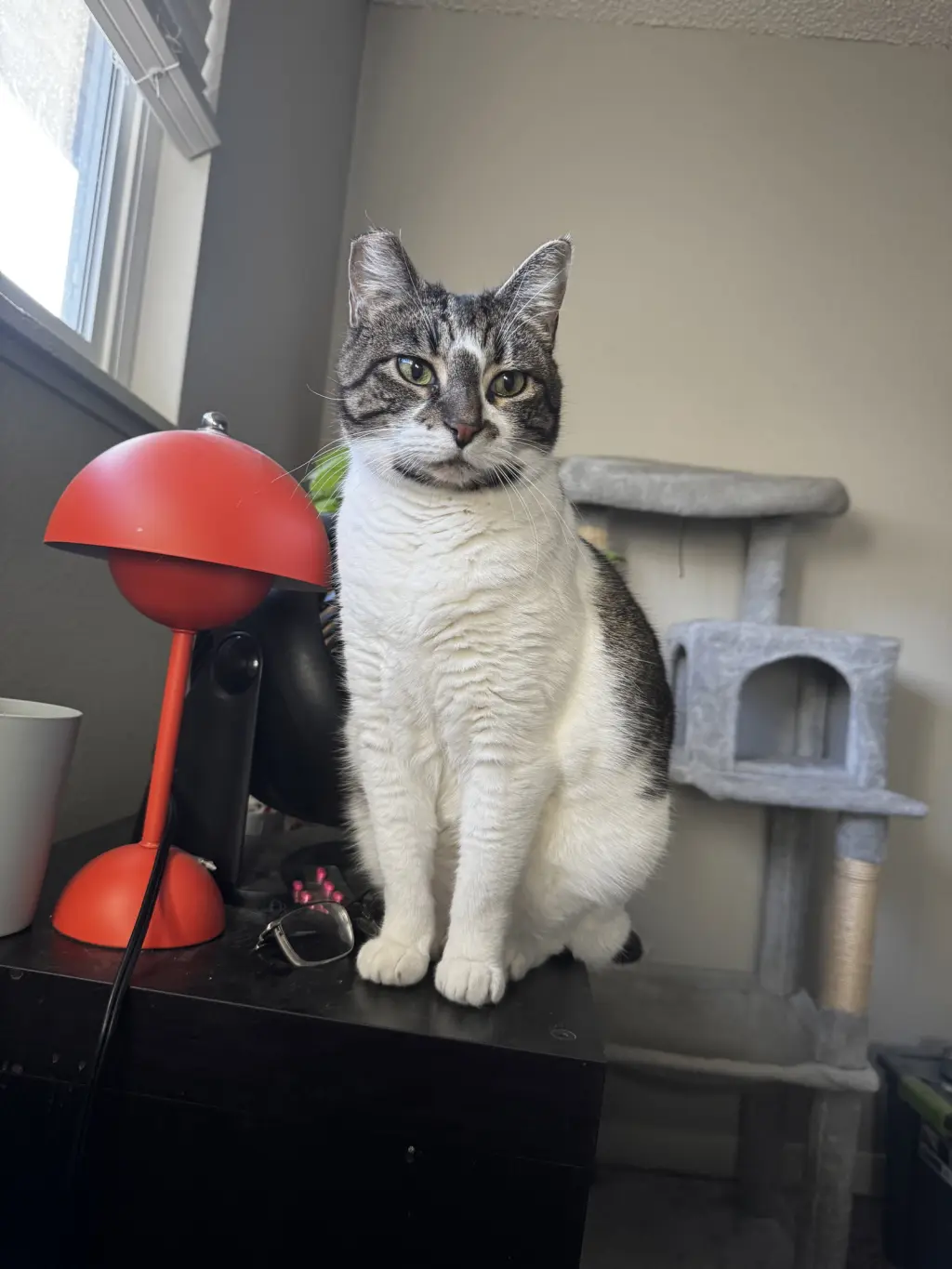 BONNIE #1966 - Offered by Owner - Family Pet