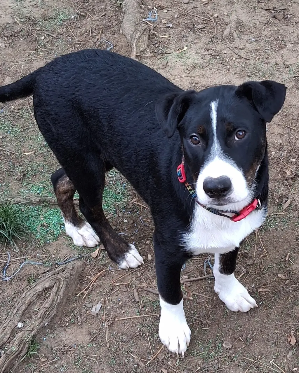 Joseph Pup!