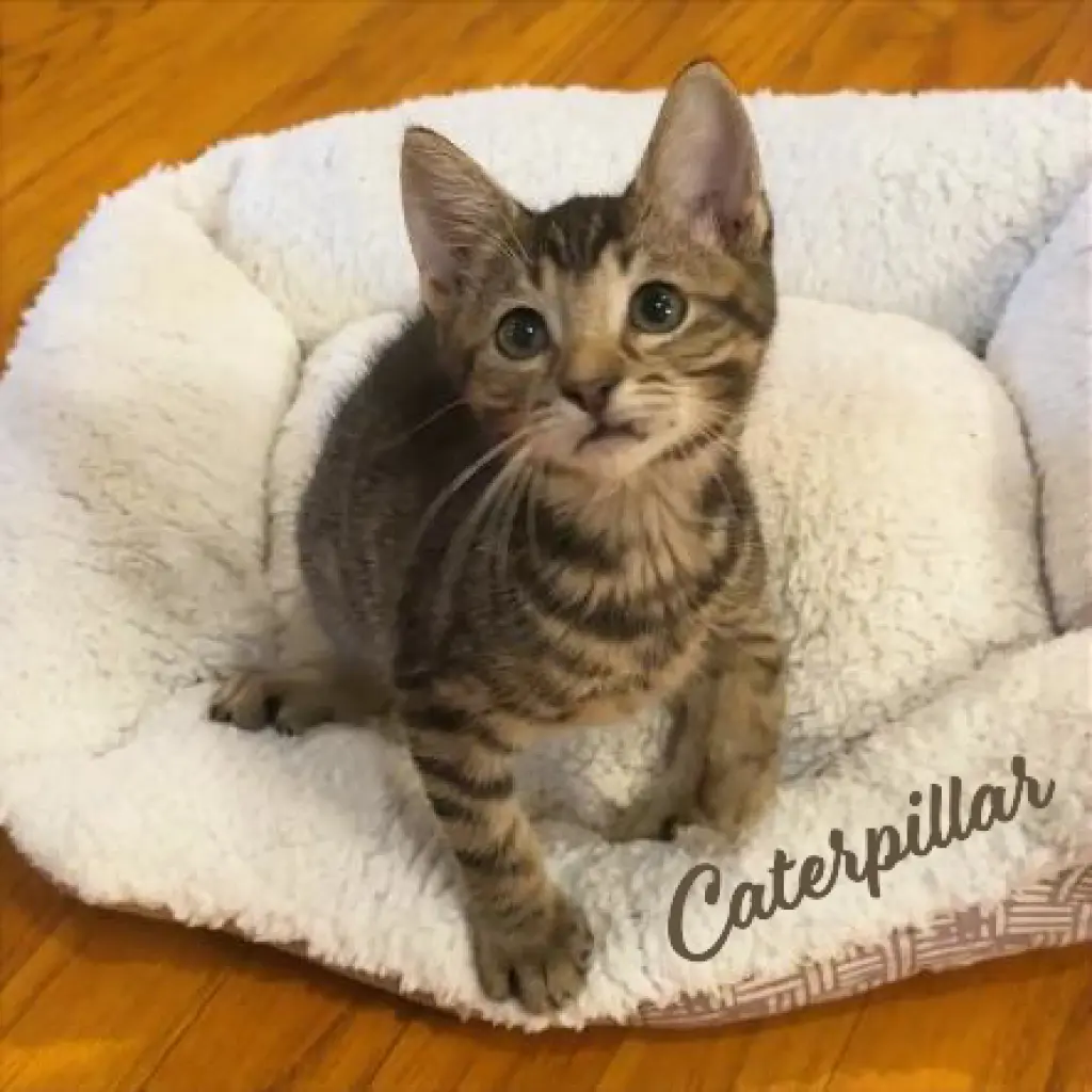 Caterpillar #kloset-kitten
