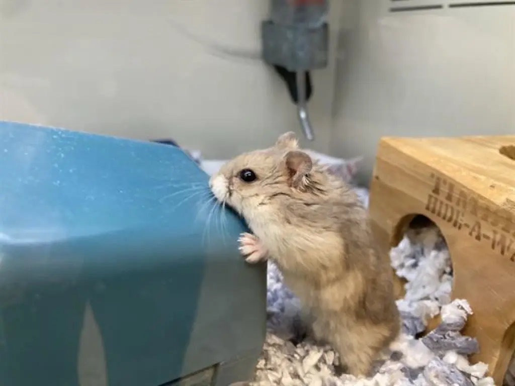 WATCHOG