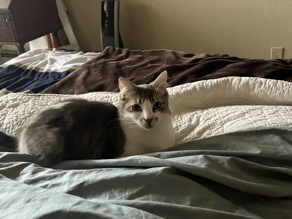 Pearl (Courtesy Post)