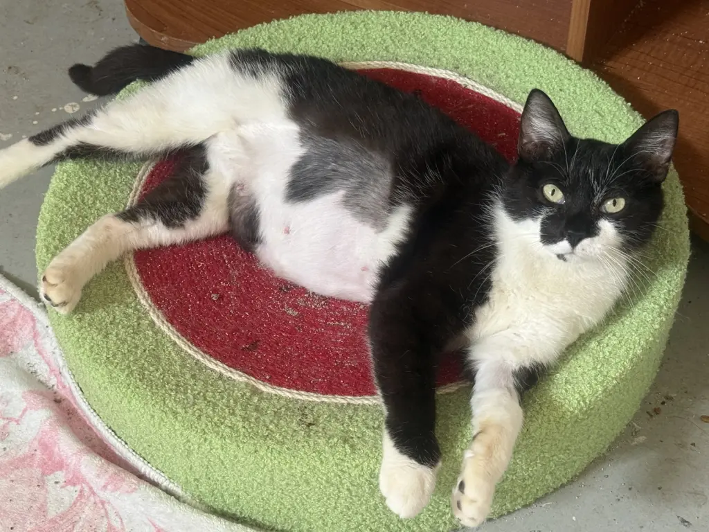 Oreo