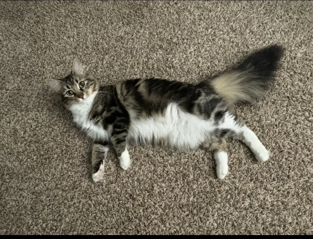 Krumpus KITTEN