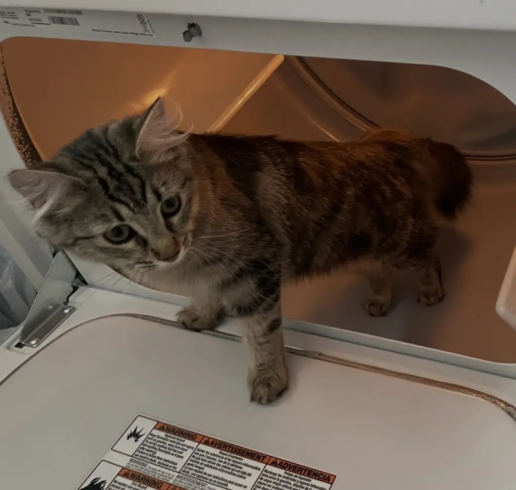 Bella KITTEN