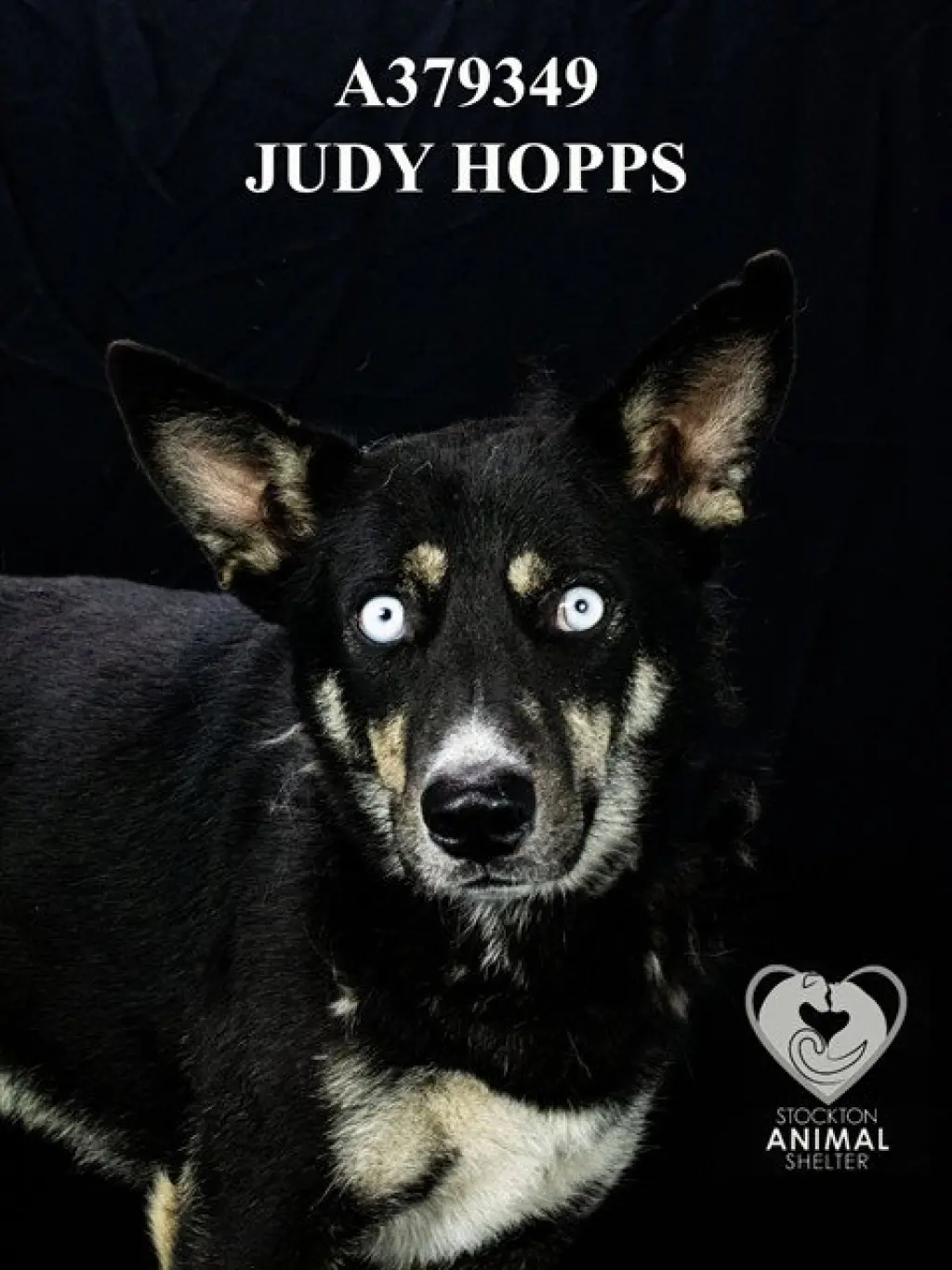 JUDY HOPPS