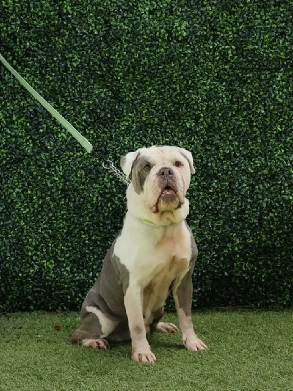 FINN