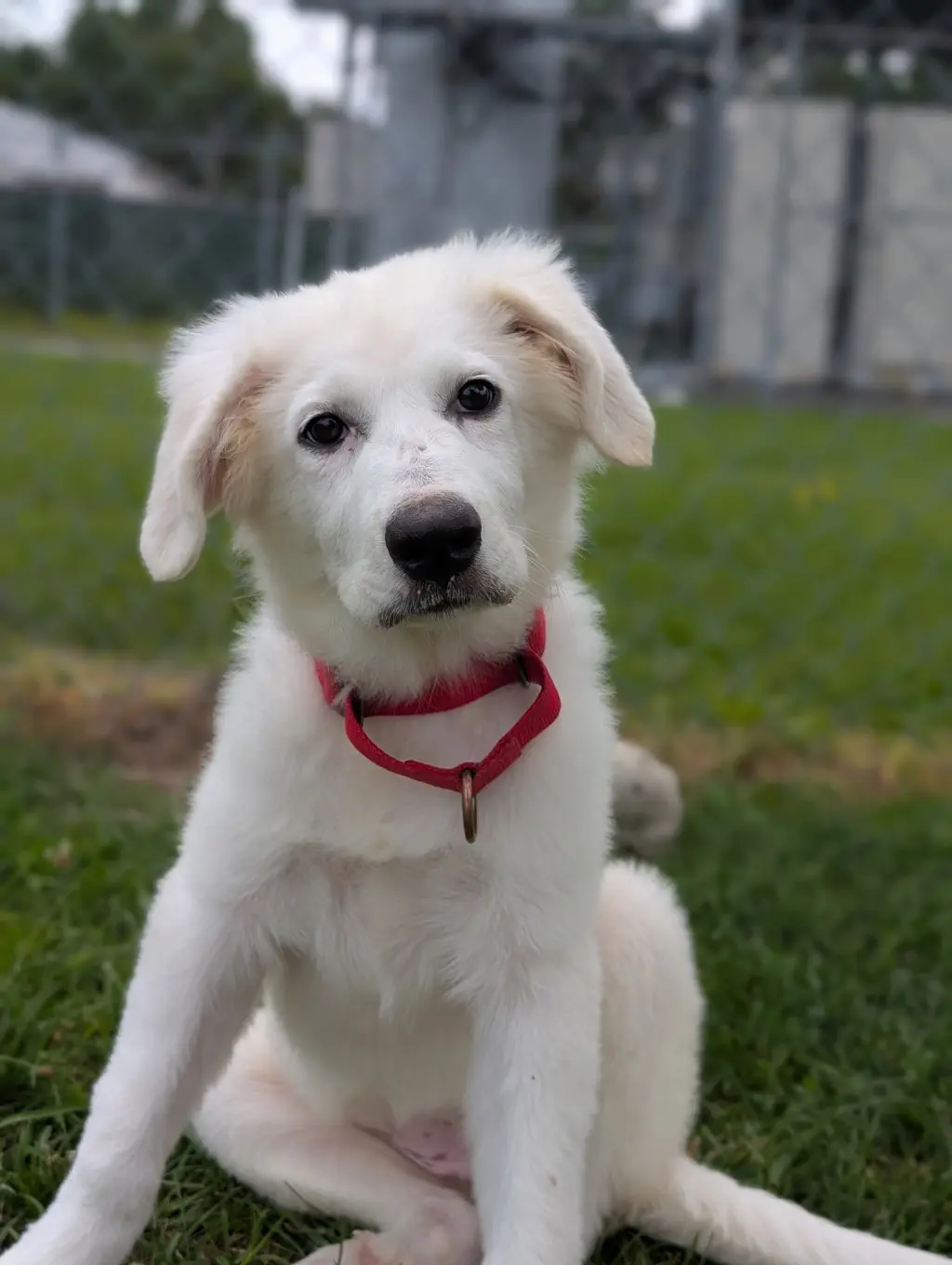 Fiona puppy/adoption pending