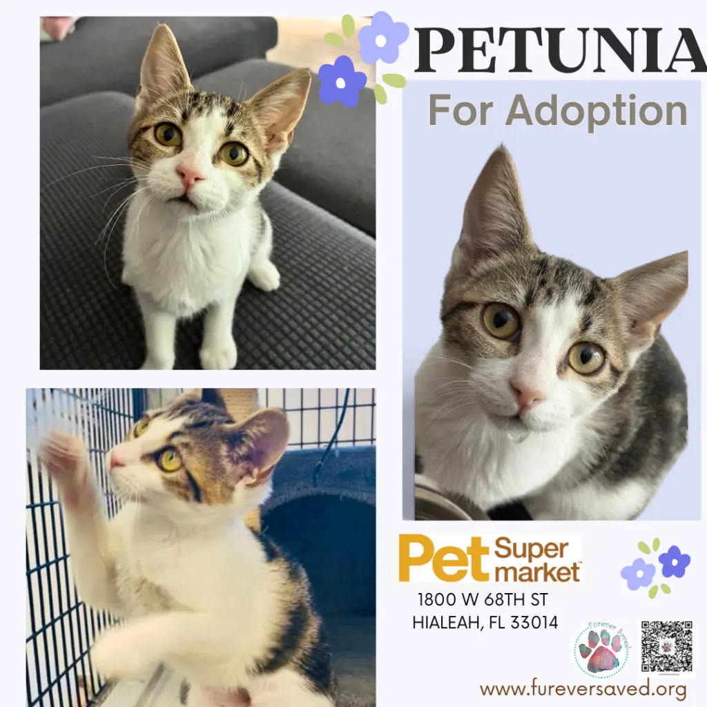 Petunia