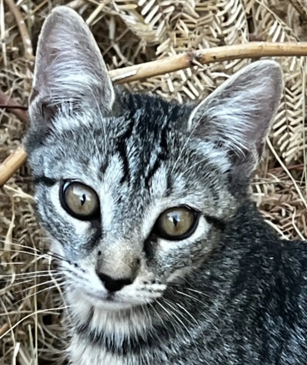 Amalia
