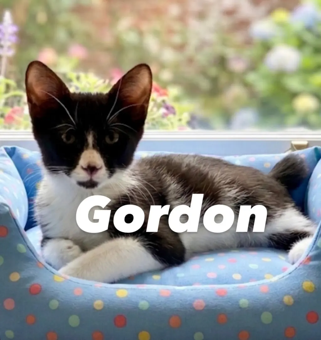 GORDON