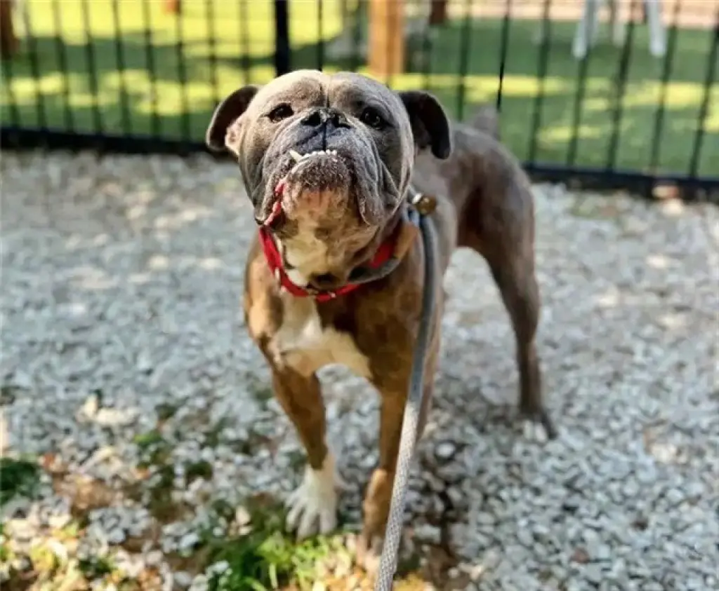 MABLE