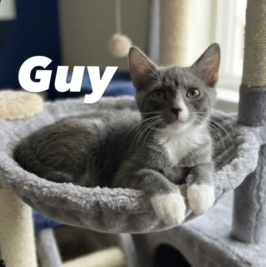 Guy