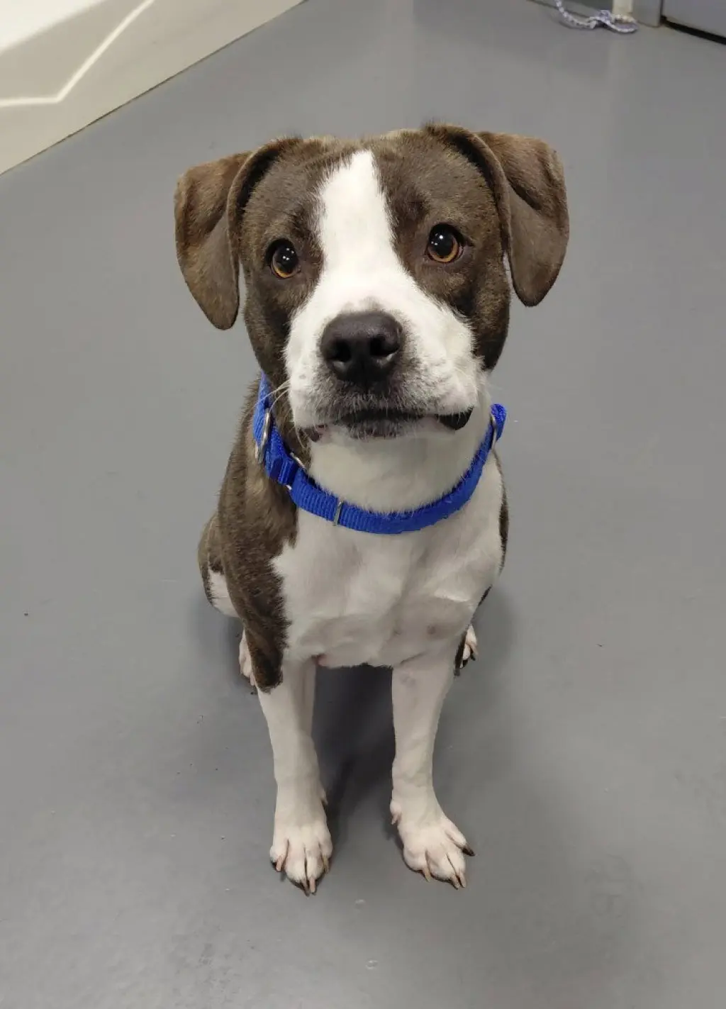 Reign-Adoption Pending