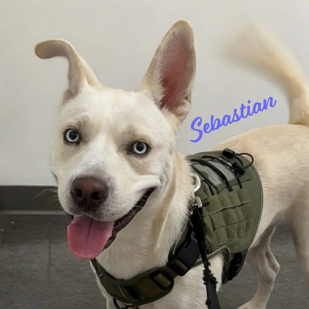 Sebastian #adventure-ready