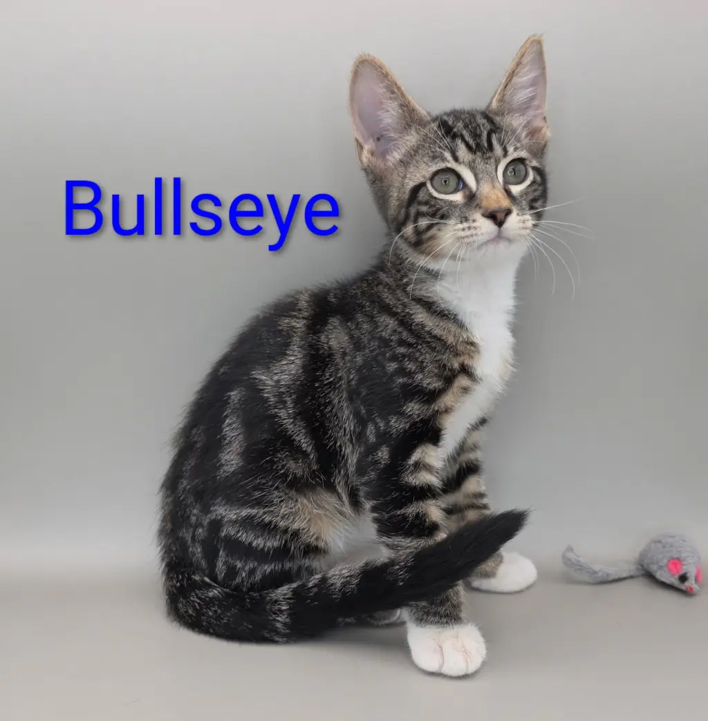 Bullseye 3.30.26