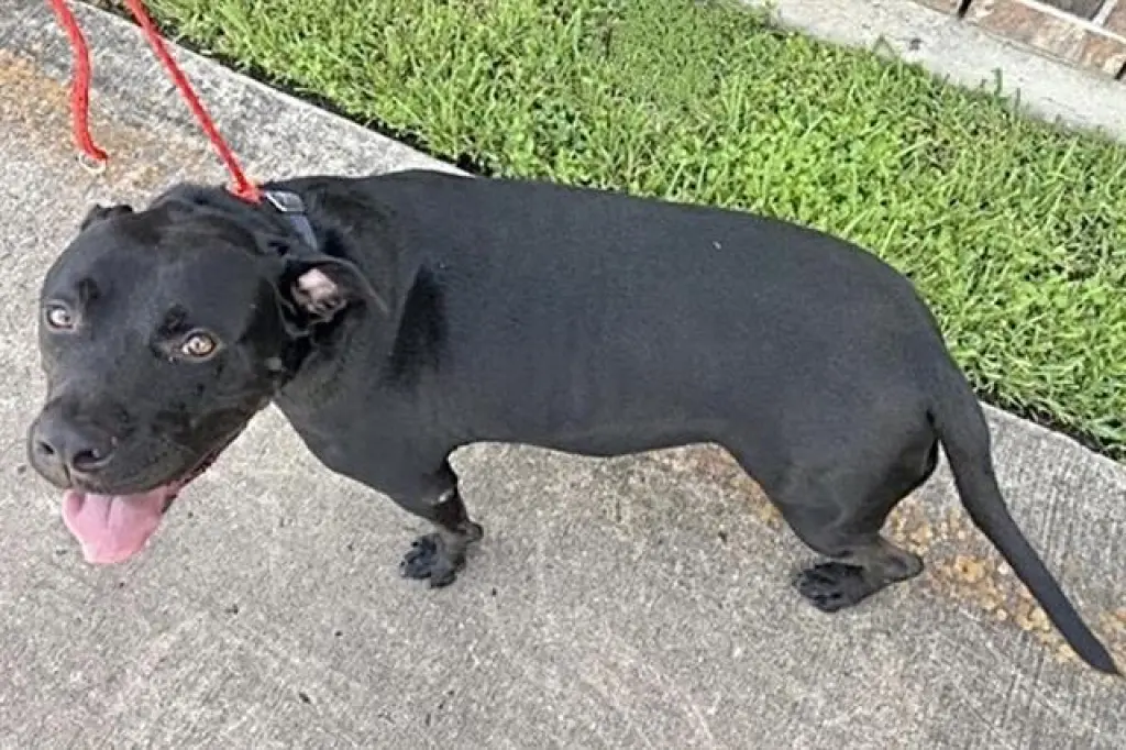 BRUNO