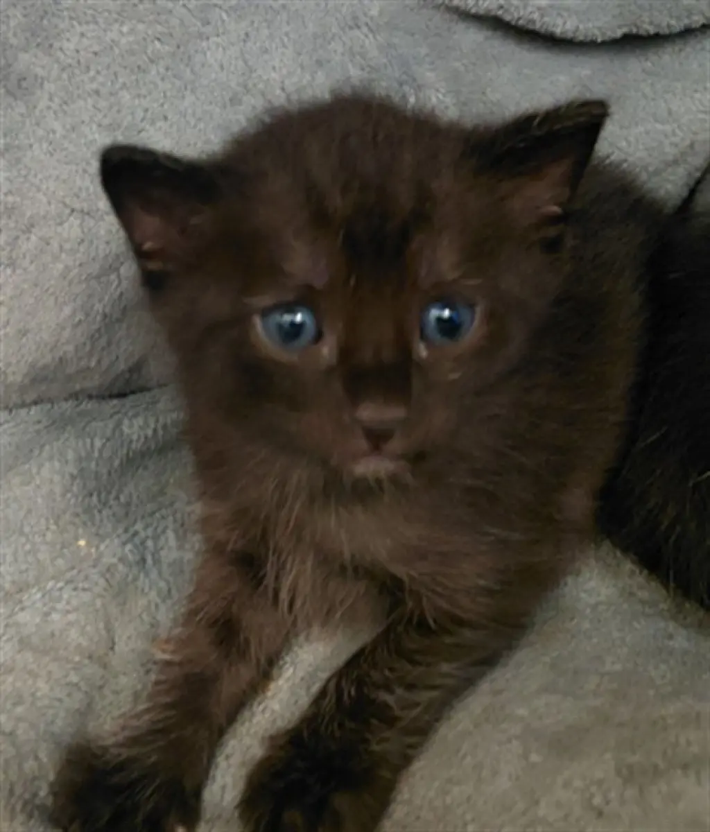 KIT 3
