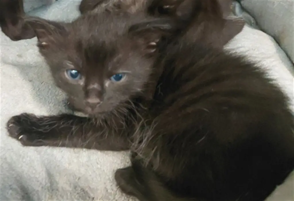 KIT2