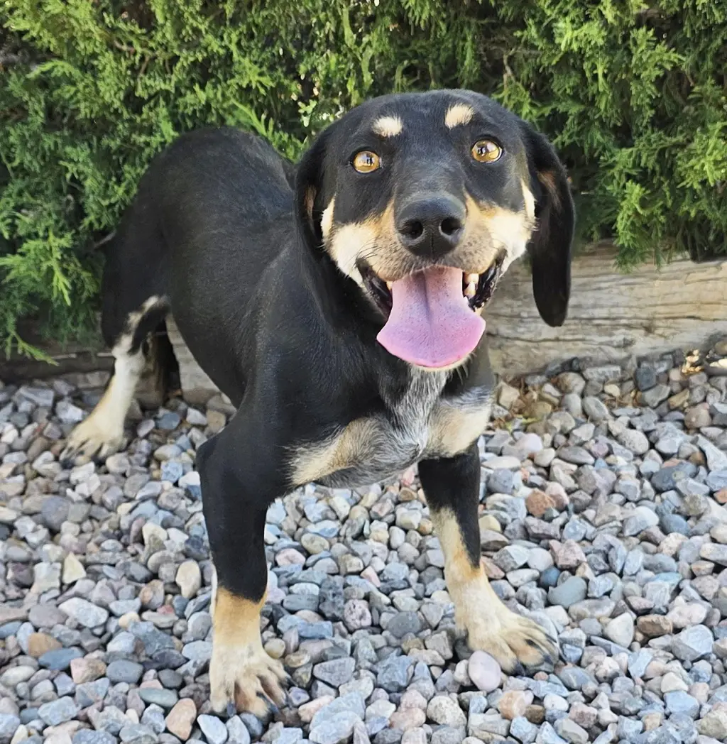 Wicked SWEET Lil Ms Wennie ~ DARLING Dachshund
